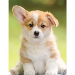 Puzzle Adorable Corgi