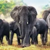 Puzzle African elefants