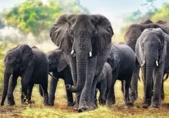 Puzzle African elefants