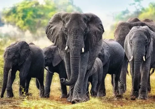 Puzzle African elefants