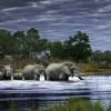 Puzzle Alexander Von Humboldt:  Herd of Elephants (Botswana)