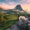 Puzzle Alpine goat with baby