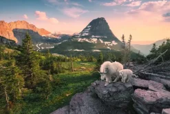 Puzzle Alpine goat with baby