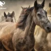 Puzzle Animal Planet: Horses