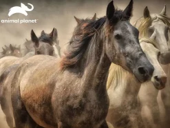 Puzzle Animal Planet: Horses