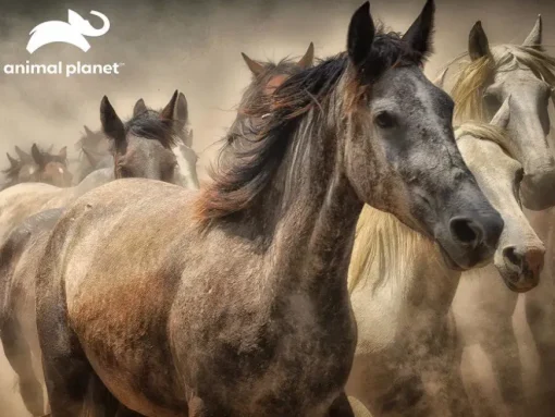 Puzzle Animal Planet: Horses