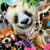 Puzzle Black-Eyed Friends Selfie