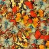 Puzzle Butterflies Butterflies Butterflies!
