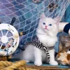 Puzzle Captain Kitten