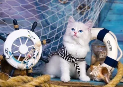 Puzzle Captain Kitten