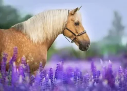 Puzzle Cheval dans un Champ de Lupin