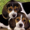 Puzzle Close Together