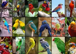 Puzzle Collage - Worlds Most Beautiful Birds