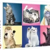 Puzzle Collage of cats