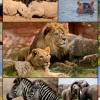 Puzzle Collage Wildlife