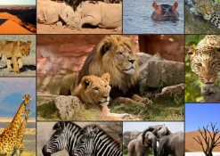 Puzzle Collage Wildlife
