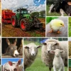 Puzzle Collages Farm Animals