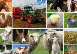 Puzzle Collages Farm Animals