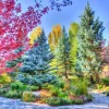 Puzzle Colorful Forest, Colorado, USA
