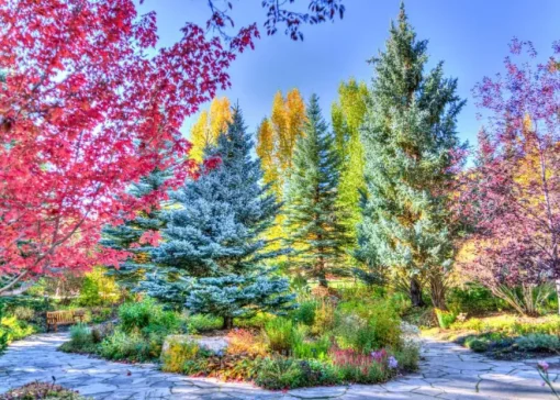 Puzzle Colorful Forest, Colorado, USA