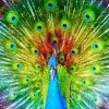 Puzzle Colorful Peacock