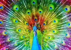 Puzzle Colorful Peacock