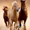 Puzzle Compact Running horses