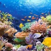 Puzzle Coral Fish