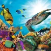Puzzle Coral reef