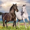 Puzzle Couple de Chevaux