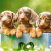 Puzzle Cute Dachshunds
