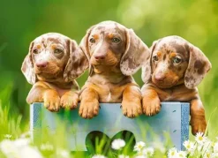 Puzzle Cute Dachshunds