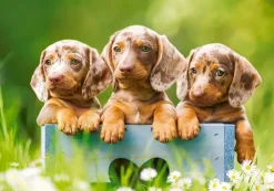 Puzzle Cute dachshunds 500