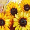 Puzzle Diamant painting: Beautiful sunflowers 80x40 cm