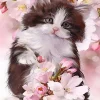 Puzzle Diamant painting: Black and white kitten 30x40cm