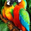 Puzzle Diamant painting: Colorful parrots 30x40cm