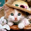 Puzzle Diamant painting: Kitten with a straw hat 30x40 cm