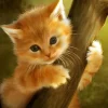 Puzzle Diamant painting: Kitten on the tree 30x40cm