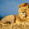 Puzzle Diamant painting: Lion majesty 30x40cm