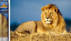 Puzzle Diamant painting: Lion majesty 30x40cm