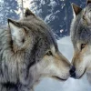Puzzle Diamant painting: Wolf bond 30x40cm