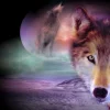 Puzzle Diamant painting: Wolf look 30x40cm