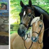 Puzzle Diamond Painting Kone 30x40cm