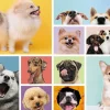 Puzzle Dog friendship