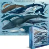 Puzzle Dolphins and Whales