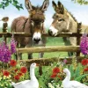 Puzzle Donkeys