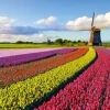 Puzzle Field of Tulips