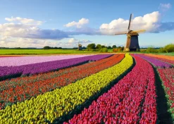Puzzle Field of Tulips