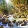 Puzzle Forest Creek