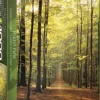 Puzzle Forest Path II